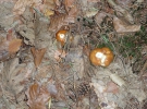 POHOD ŠALOVCI